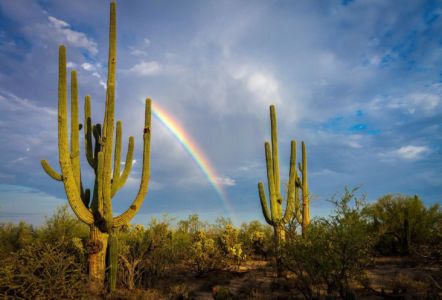 Pascua Yaqui area image