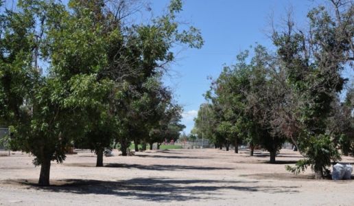 pecan grove Fort Lowell Park